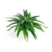 Aloe Vera Stem 30cm